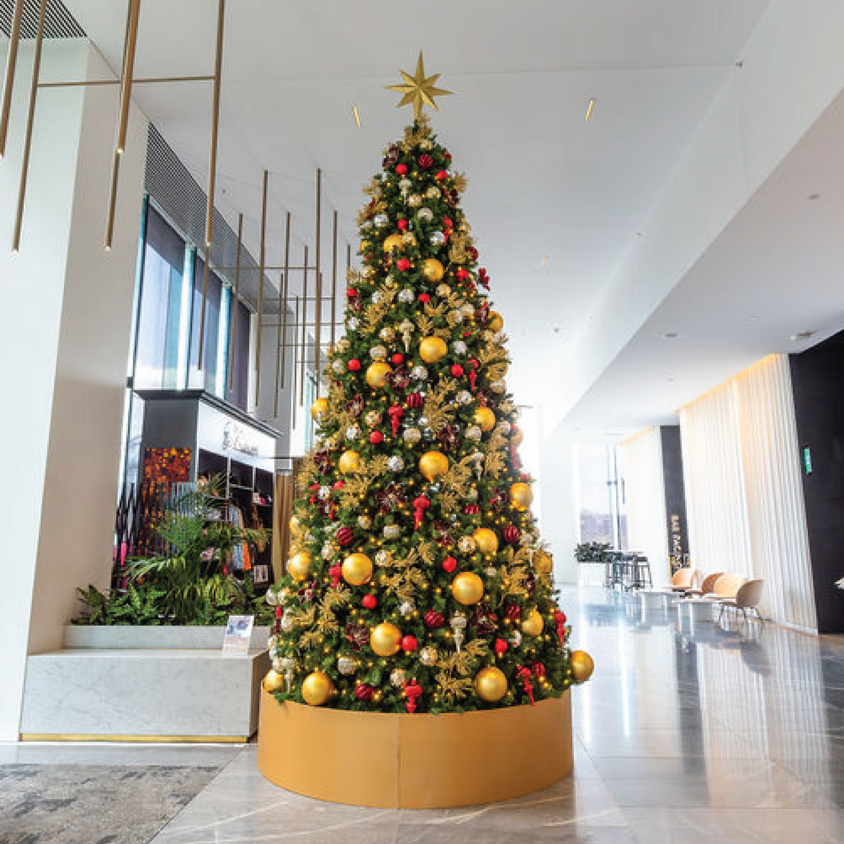 Christmas Trees