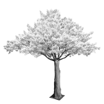 Cherry Blossom Tree White Leaves x 3.5W - Christmas Decorations Brisbane