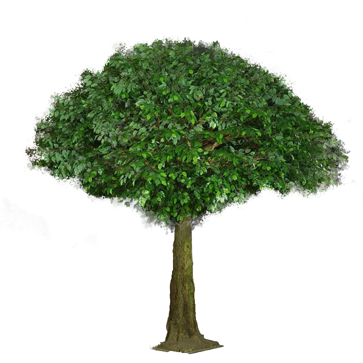 Ficus Tree Green Leaves - Christmas Decorations Brisbane