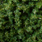 Tree Slimline 2.2m - Christmas Decorations Brisbane